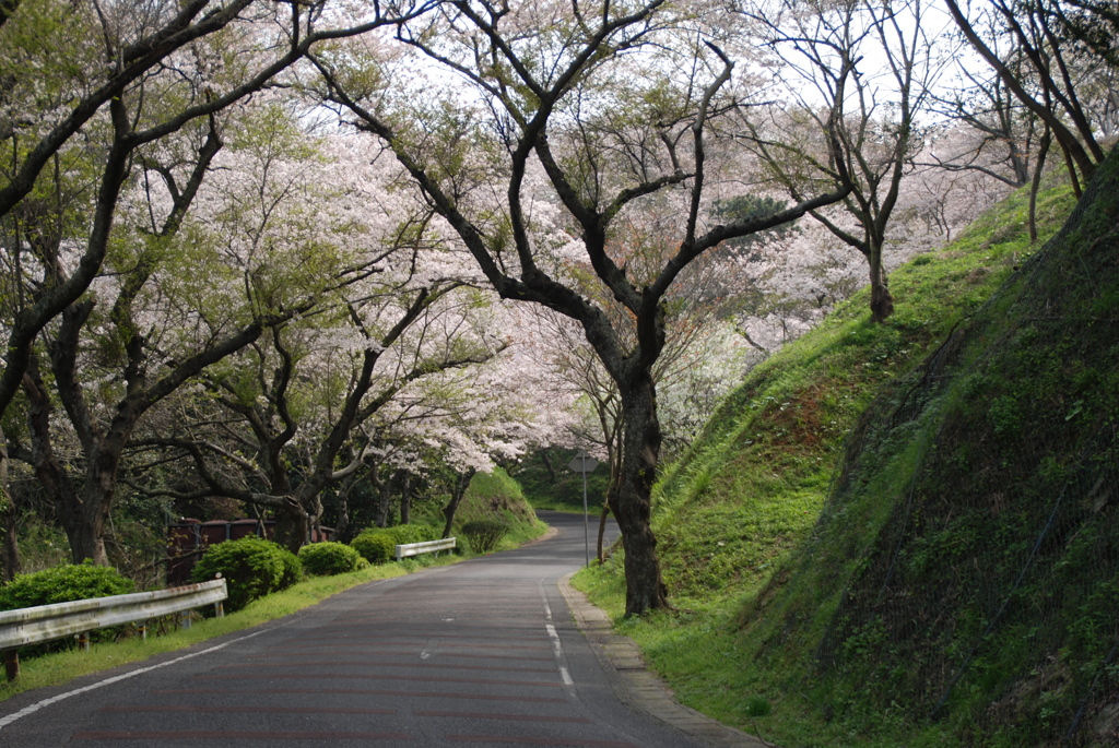 さくら道