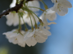 純白の桜に逢いに
