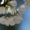 純白の桜に逢いに