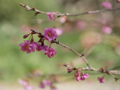 エレガンスみゆきという名の桜