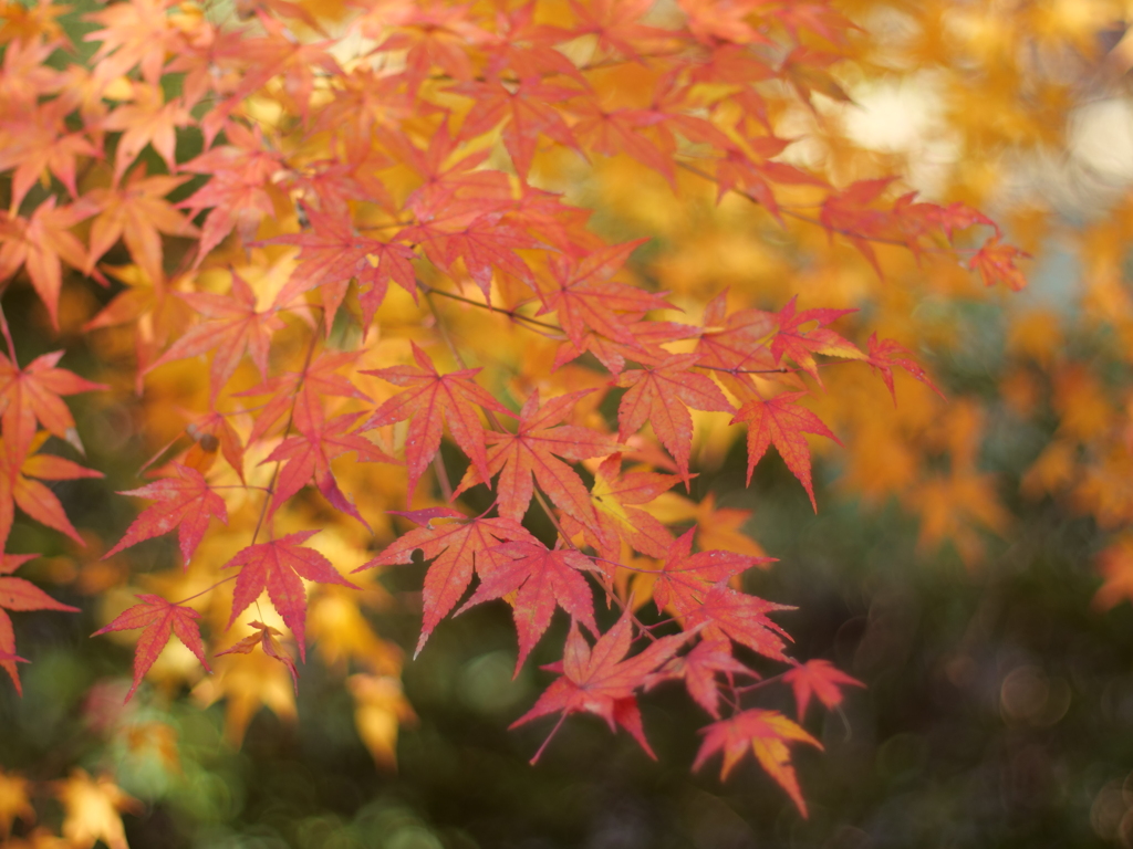 やさしく染まる