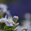 胡蝶花