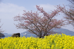 春を見に