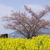春を見に
