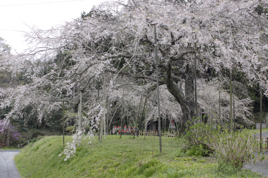 南明寺（萩）の糸桜