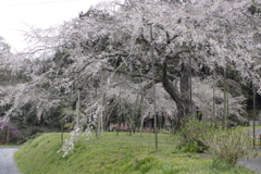 南明寺（萩）の糸桜