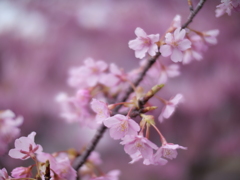 萩親水公園の河津桜