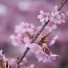 萩親水公園の河津桜