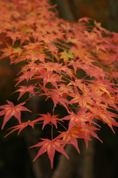 紅の記憶