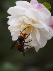 山茶花に誘われて