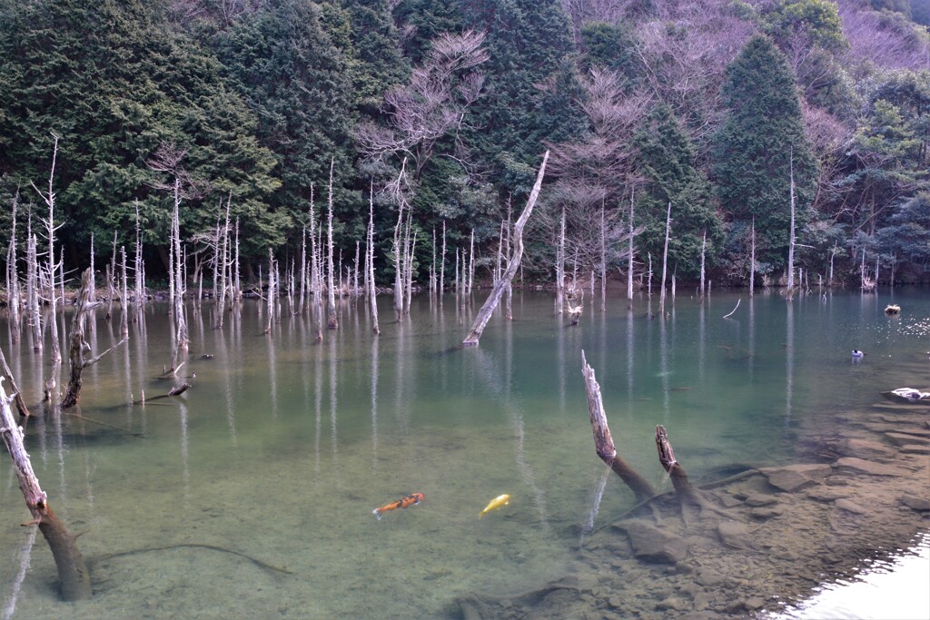 水没林のある池で