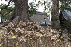 夫婦楠