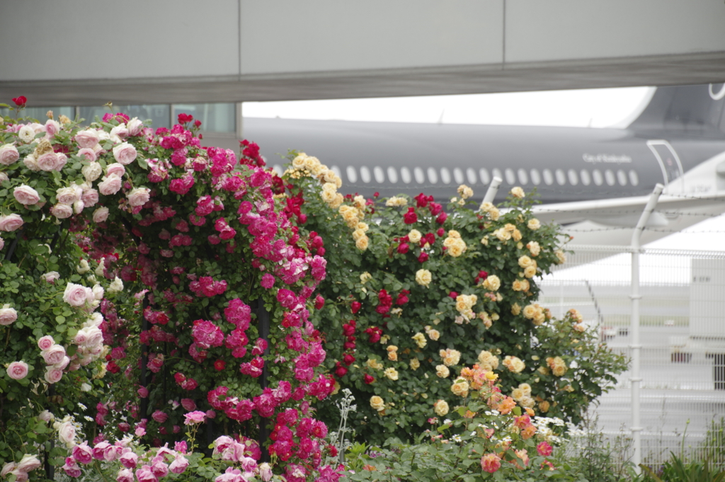 薔薇園のある空港（2）