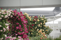 薔薇園のある空港（2）