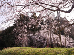 穏やかな春景