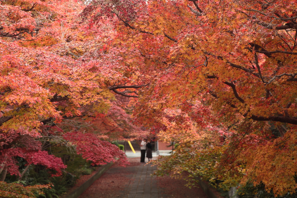 紅い参道の二人