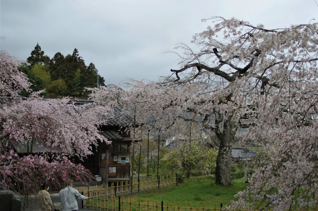 南明寺の糸桜