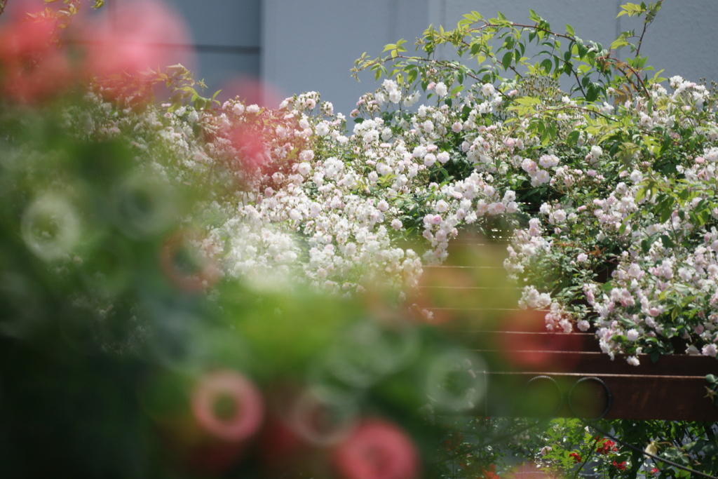 空港に薔薇を撮りに行こう