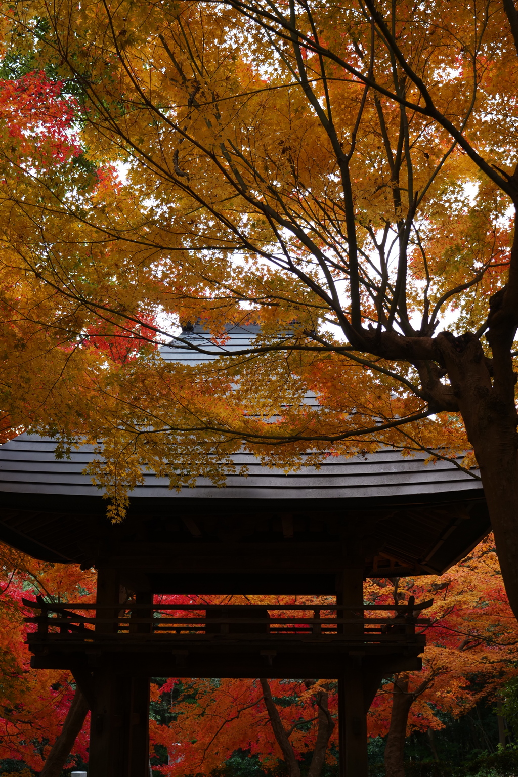 紅葉に囲まれ