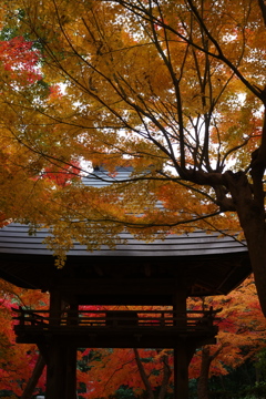 紅葉に囲まれ