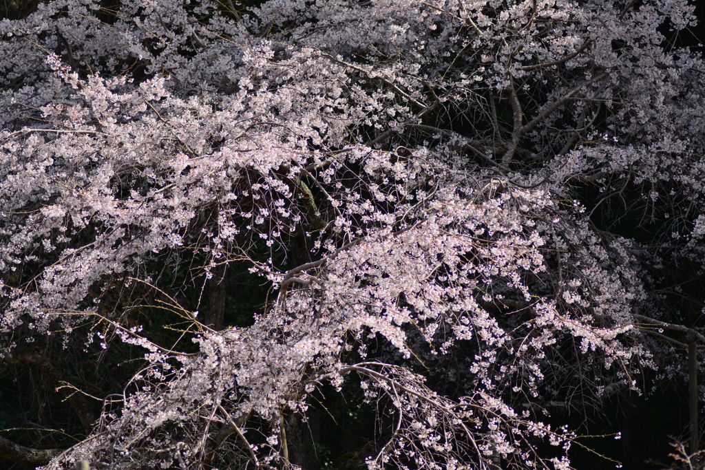 変わらぬこと（糸桜）