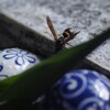 僕も水分補給が欠かせません