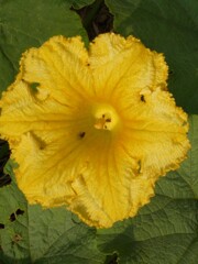 これから実る。