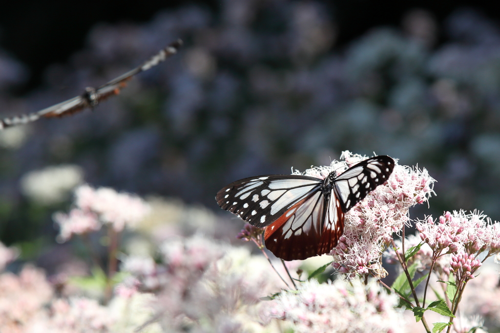 来年も待ってるよ（２）