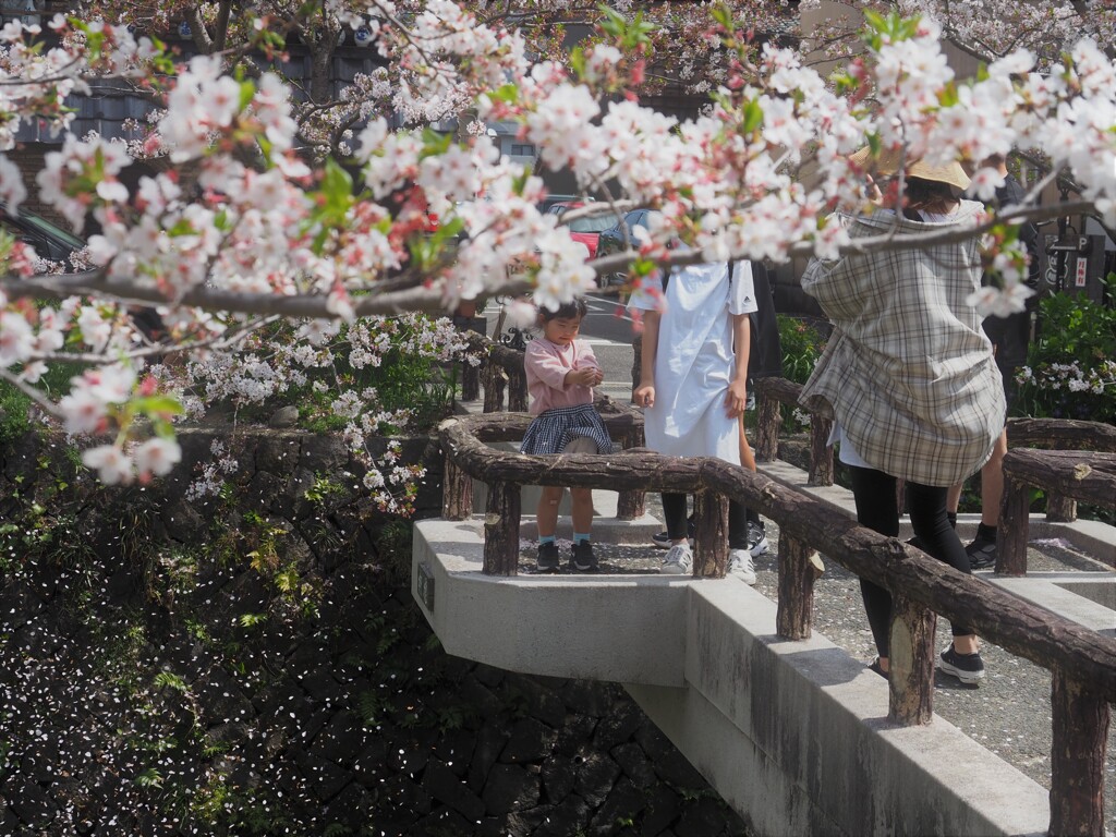 櫻橋から春風吹いた