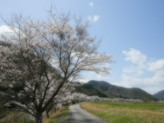 さくら道