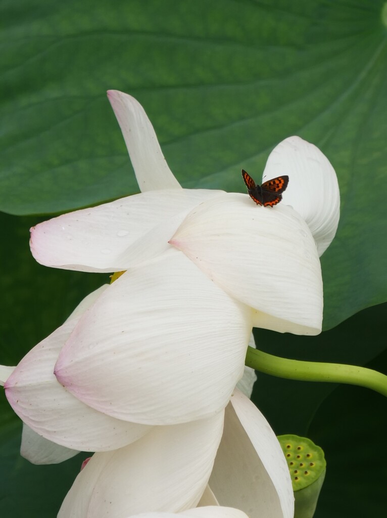 蓮華紀行（華と蝶）