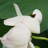 蓮華紀行（華と蝶）