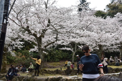 花見もワールドワイド