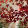 揺れる紅