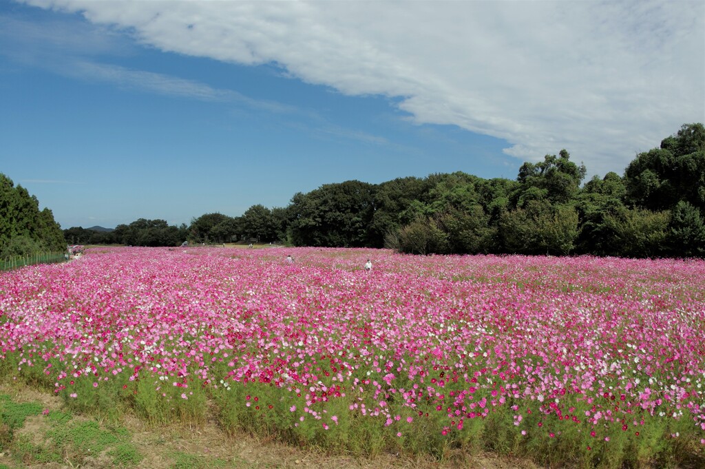 秋桜の川