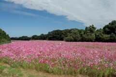 秋桜の川