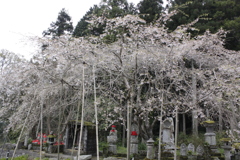 平穏な日々を祈って（1）