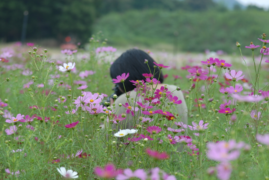 秋桜畑のなかで