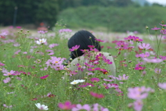 秋桜畑のなかで