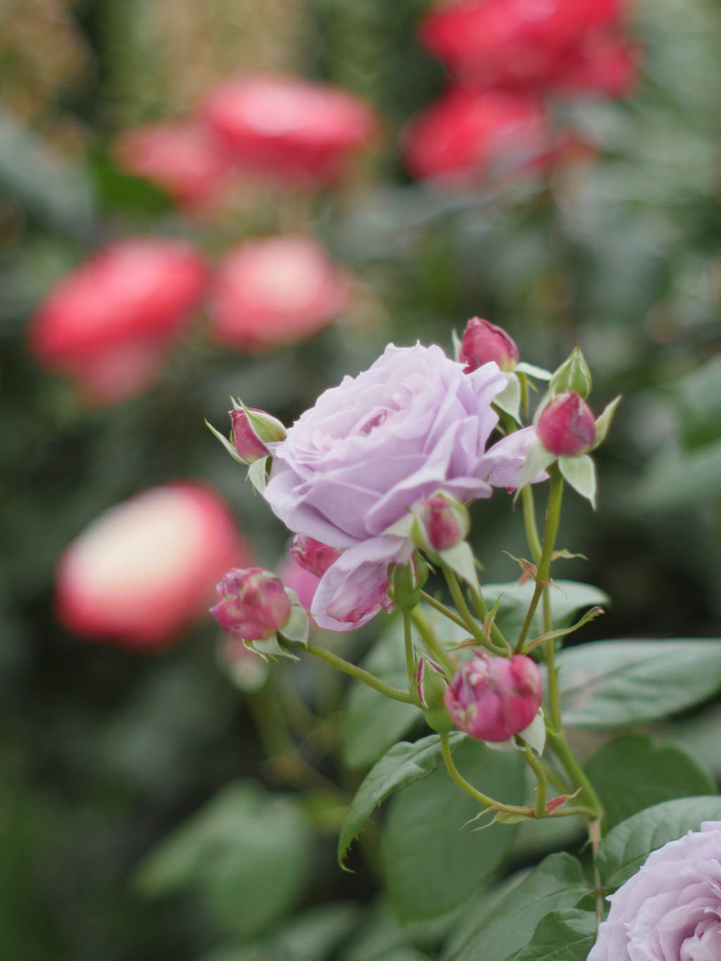 シックに（オールドレンズで薔薇を）