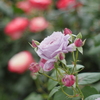 シックに（オールドレンズで薔薇を）