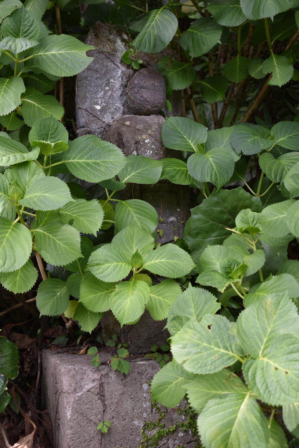 ひっそり見守る