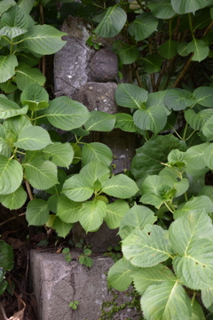 ひっそり見守る