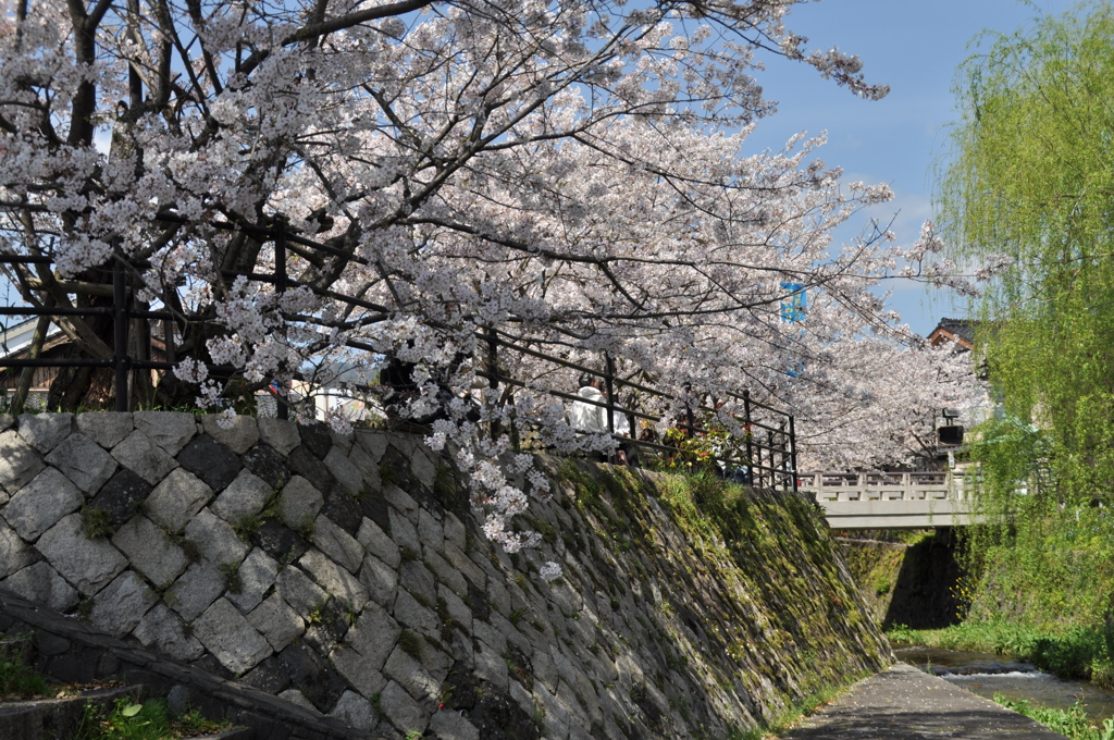 桜と柳 by たも爺 （ID：9488769） - 写真共有サイト:PHOTOHITO