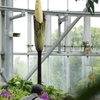 巨大こんにゃくの花、もうすぐ咲くかな（アモルフォファルス・デカス・シルヴァエ）