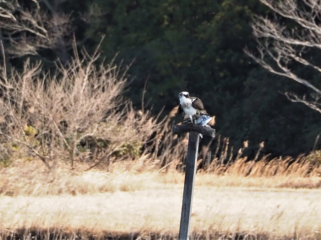 これで、また生きられる