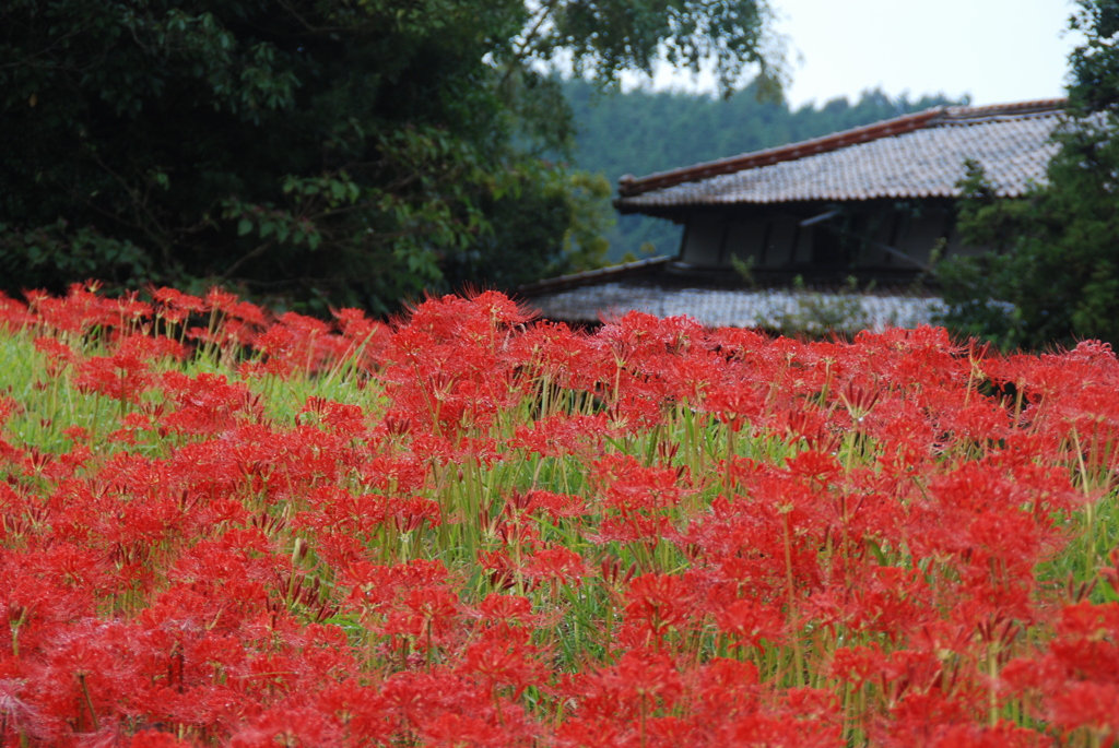 きっと昔見た風景