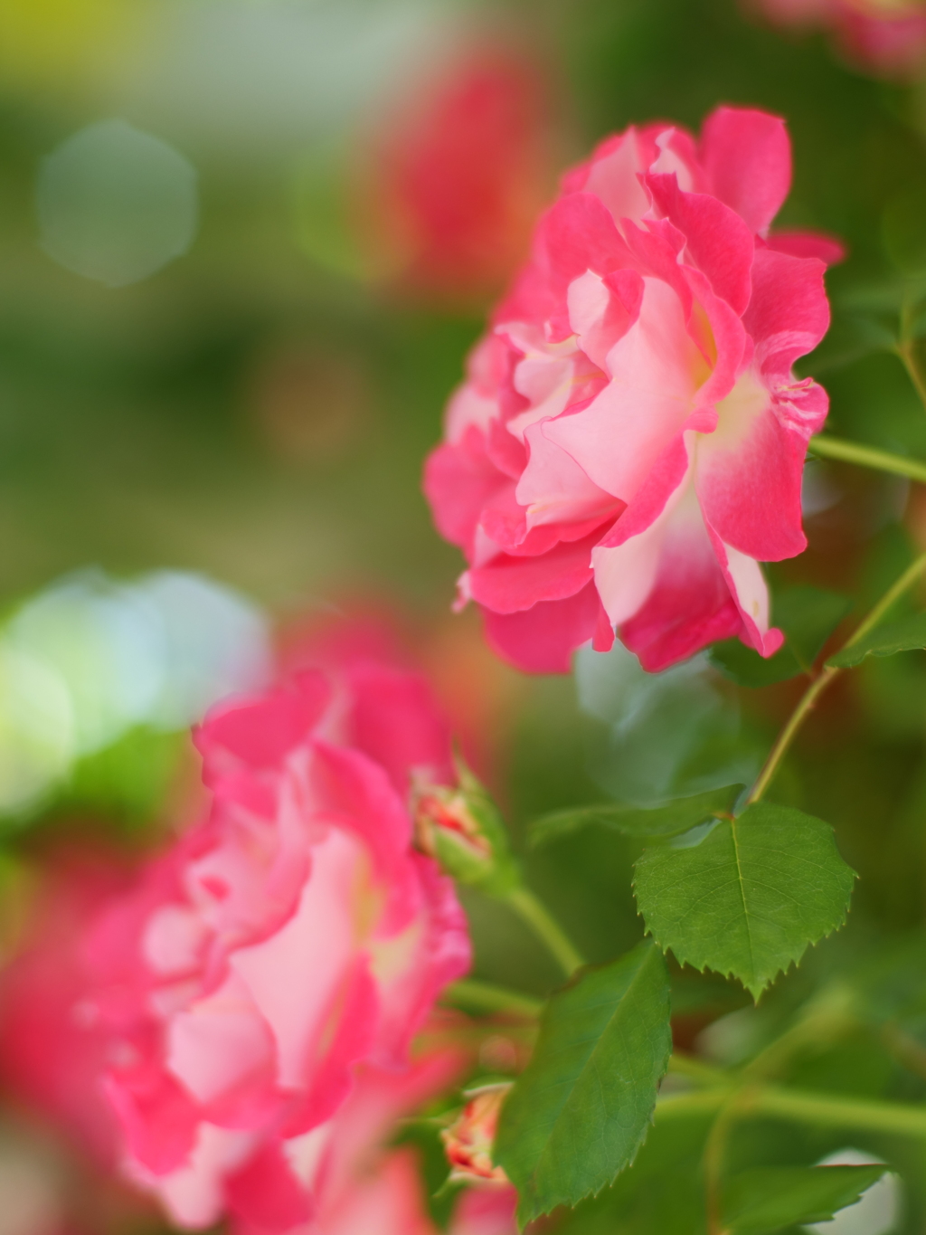 空港に薔薇を撮りに行こう