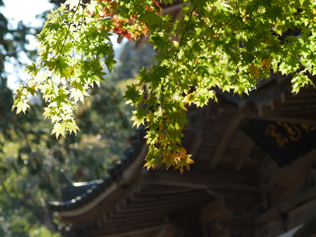 青紅葉