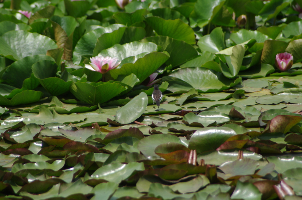 蓮花に向かう